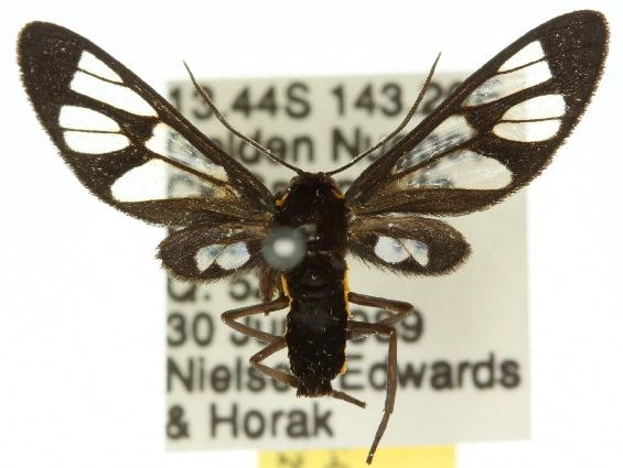 Ceryx guttulosa