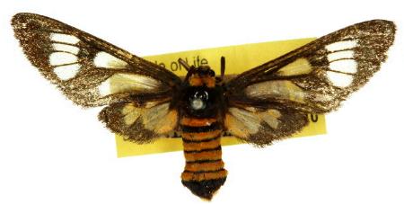 Amata lampetis