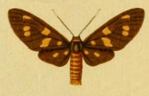 Amata paradelpha