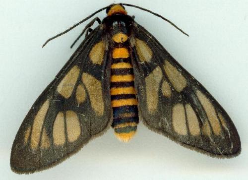Amata paraula