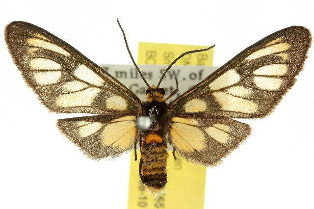 Amata paraula
