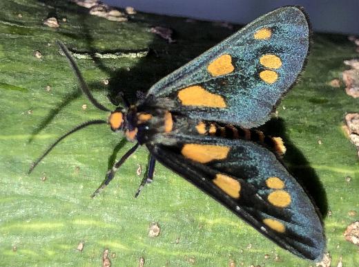 Eressa paurospila