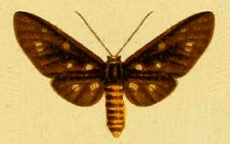 Amata phaeochyta
