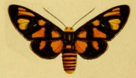 Amata pyrocoma