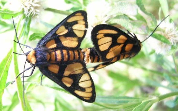 Amata pyrocoma