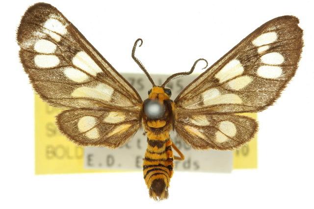 Eressa strepsimeris