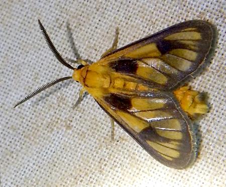 Amata xanthosoma