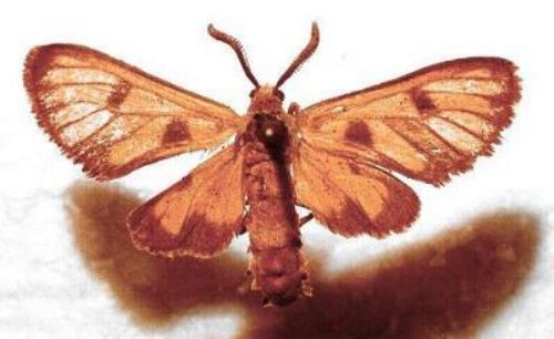 Amata xanthosoma