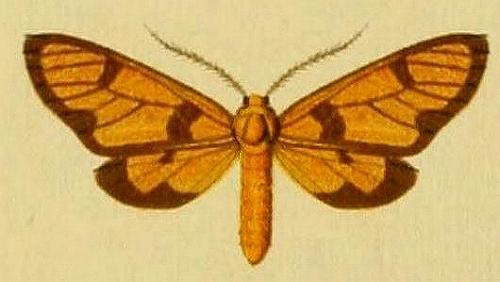 Amata xanthosoma