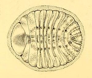 Cyclotorna egena