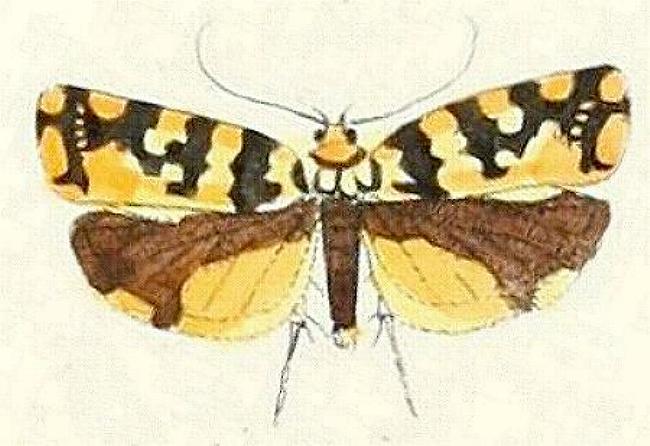 Thalamarchella alveola