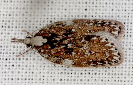 Peritornenta bacchata