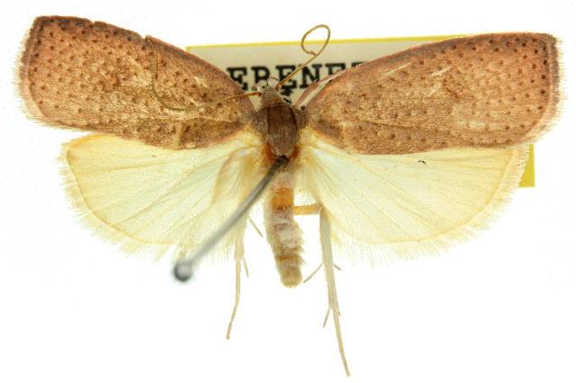 Peritornenta bacchata