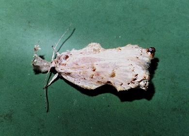 Tonica effractella
