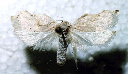 Tonica effractella