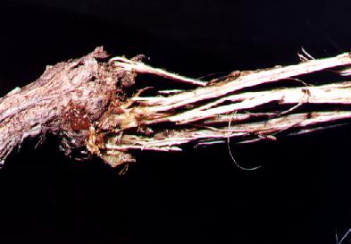 Tonica effractella