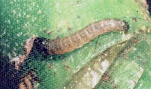 Tonica effractella