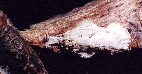 Tonica effractella