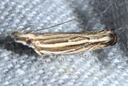 Eutorna leptographa
