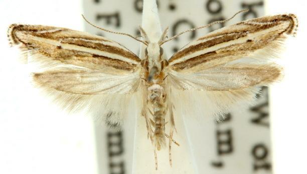 Eutorna leptographa