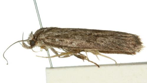 Notosara nephelotis