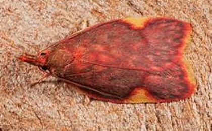 Enchocrates phaedryntis