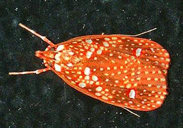 Scorpiopsis pyrobola