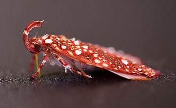 Scorpiopsis pyrobola