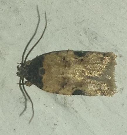 Psorosticha zizyphi