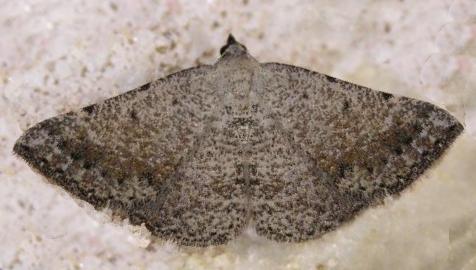 Nearcha aridaria