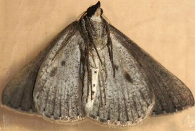 Nearcha aridaria