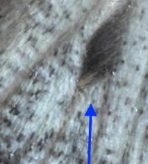 Nearcha aridaria