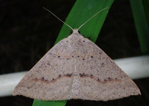 Nearcha curtaria