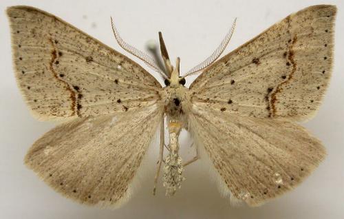 Nearcha curtaria