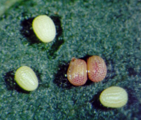 Nearcha nullata