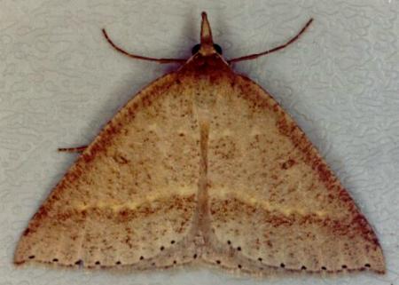 Nearcha nullata