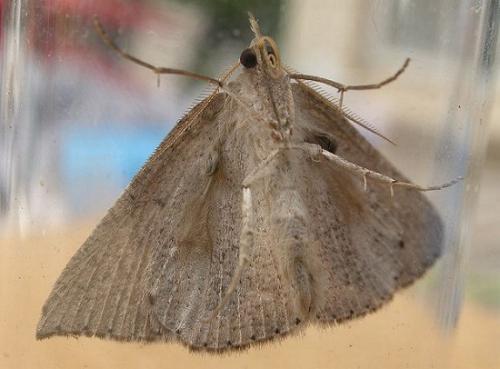 Nearcha nullata