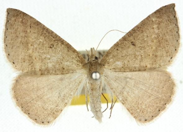 Nearcha nullata