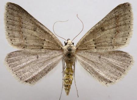 Nearcha pseudophaes