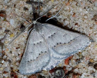 Nearcha pseudophaes