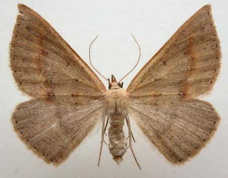 Nearcha ursaria
