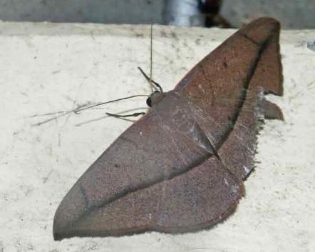 Noreia vinacea