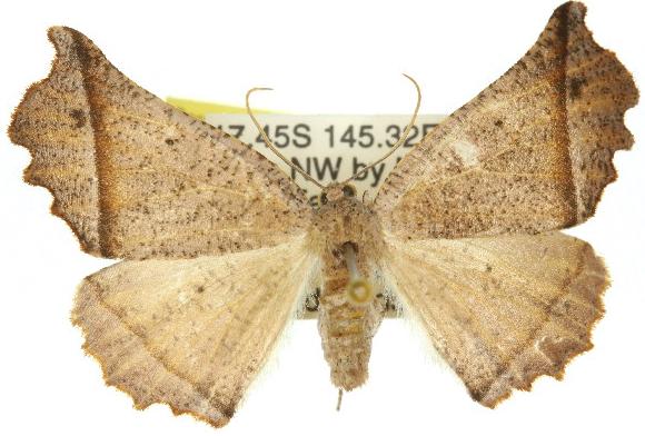Mnesampela athertonensis