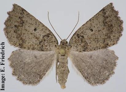 Furcatrox australis