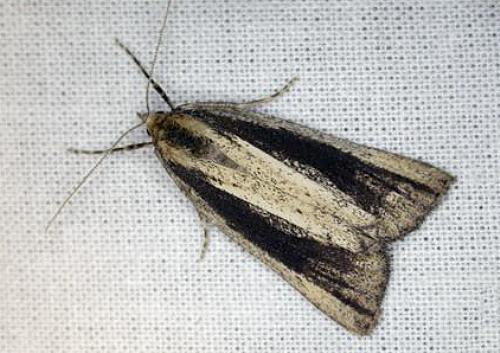 Conosara castanea