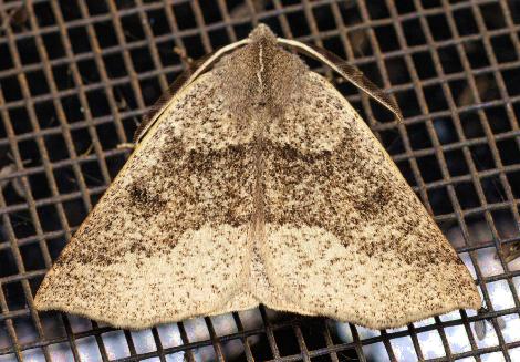 Amelora cryphia