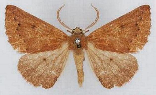 Amelora cryphia