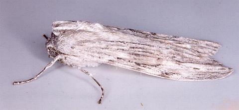 Capusa cuculloides