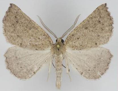 Amelora demistis