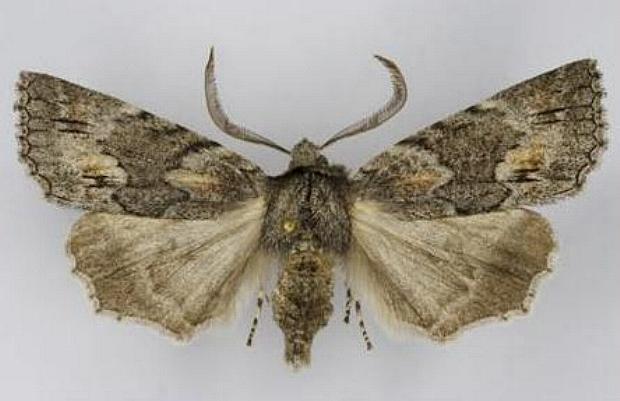 Nisista galearia